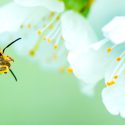 EPI Collège Les abeilles Universalis Junior