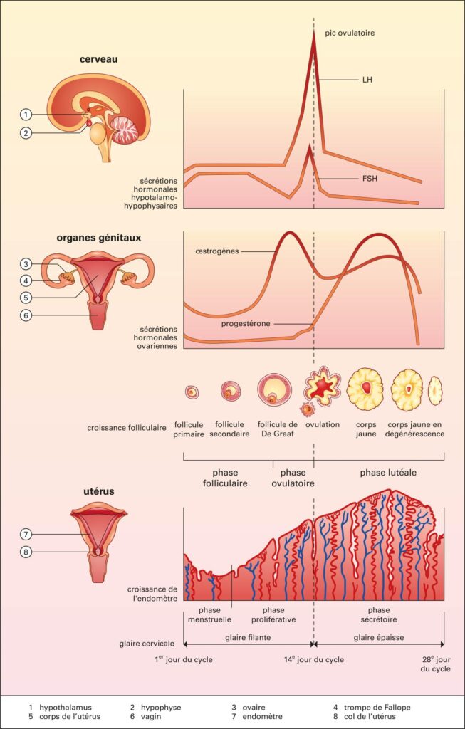 Les différents niveaux du contrôle du cycle menstruel. Crédits : EUF